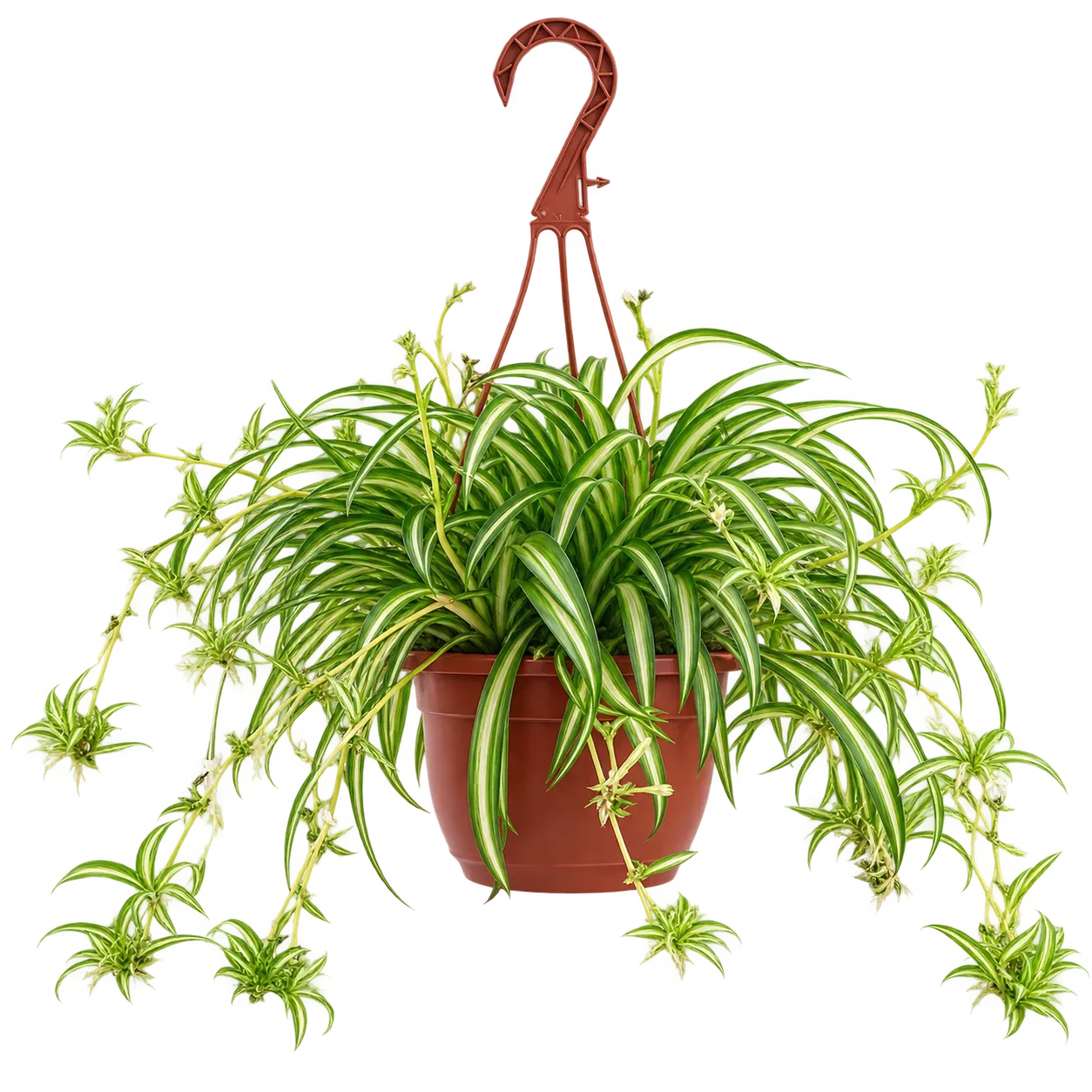American Plant Exchange Spider Plant in an 8-inch hanging basket