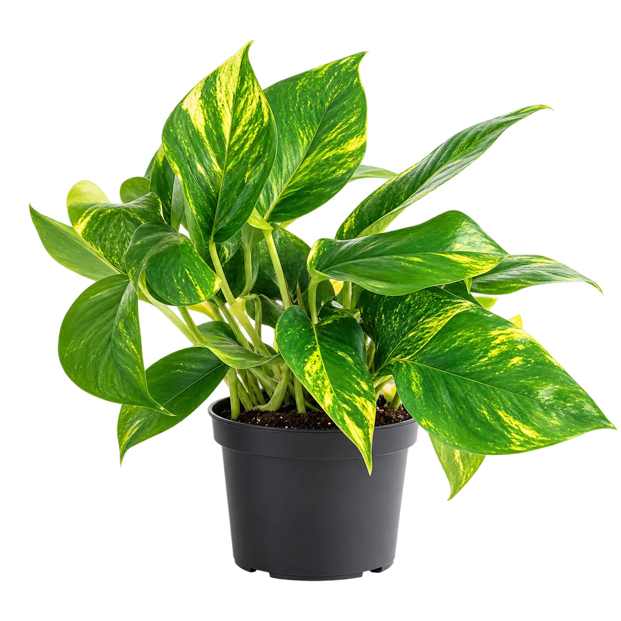 Costa Farms Golden Pothos live indoor plant with green and golden leaves in a pot