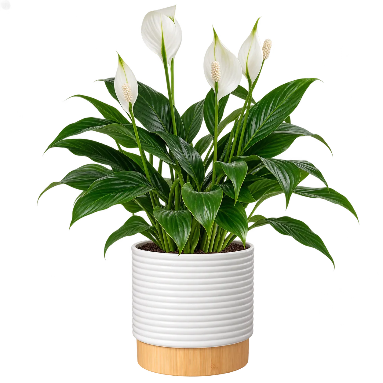 Costa Farms Peace Lily medium live indoor plant with white flowers in a decorative planter