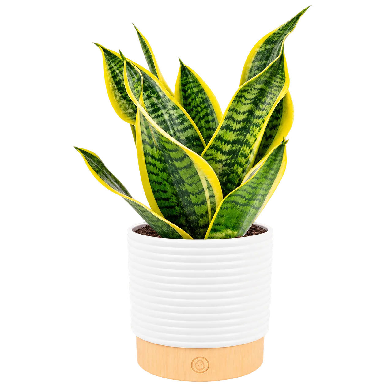 Costa Farms Snake Plant