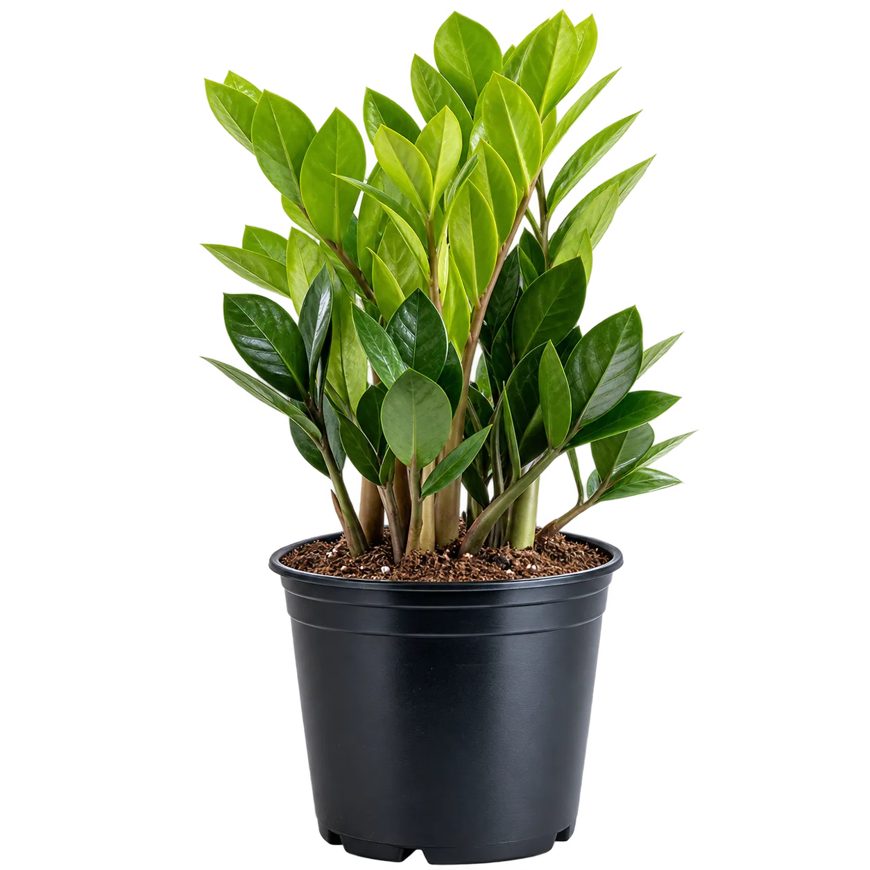 Costa Farms ZZ Plant medium live indoor plant with glossy green leaves in a grow pot