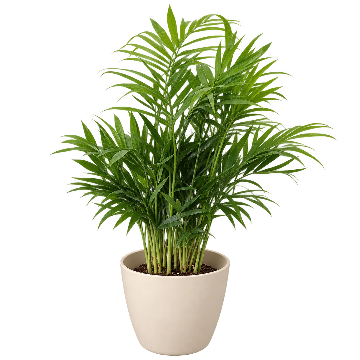 Thorsen's Greenhouse live Parlor Palm Neanthe Bella indoor plant in a 4-inch pot