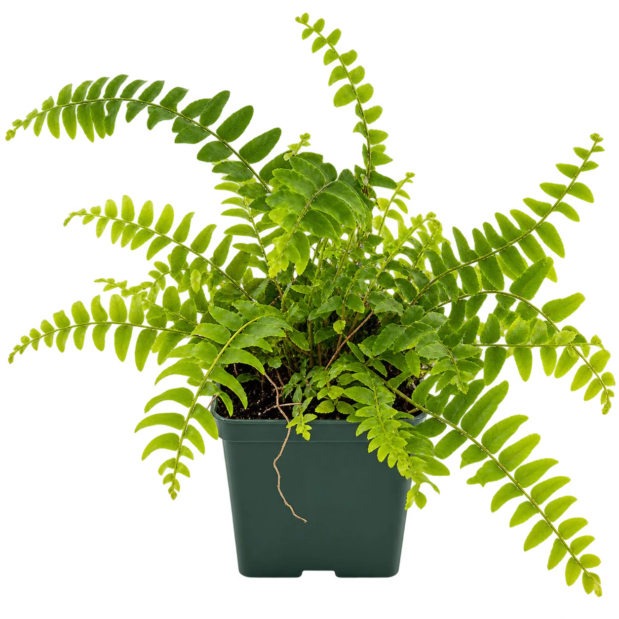 True Boston Fern Nephrolepis exaltata live indoor plant with lush green cascading fronds