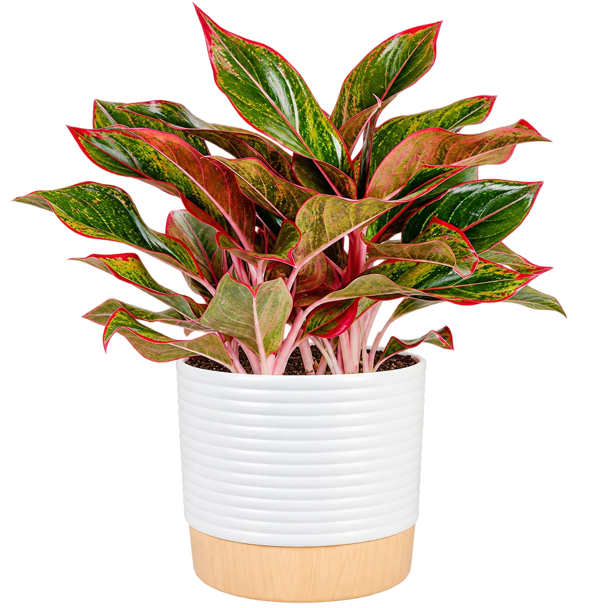 Costa Farms Chinese Evergreen live indoor plant with colorful red and green patterned leaves in a white planter